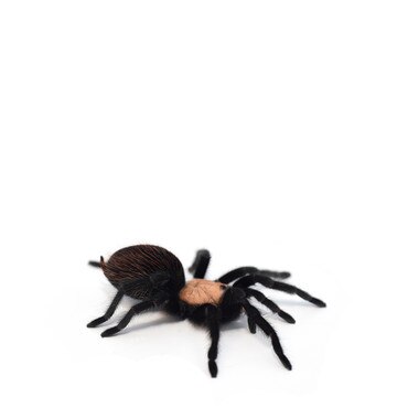 Golden Red Rump-Tarantula